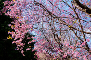 Pink Wild Himalayan Cherry Blossom Blooming against Clear Blue Sky