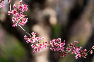 Pink Wild Himalayan Cherry Blossom Blooming against Clear Blue Sky