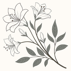 White lily flowers with leaves