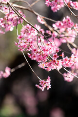 Pink Wild Himalayan Cherry Blossom Blooming against Clear Blue Sky