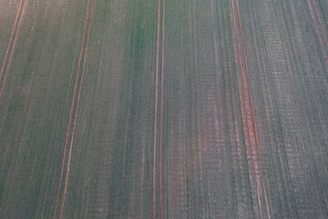 Pole uprawne z widocznymi rzędami niskiego, wschodzącego zboża. Widoczne są r&oacute;wnież ścieżki technologiczne, koleiny po kołach ciągnik&oacute;w.