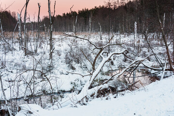 Leśne bagna zimą. W bagnie tkwią liczne kikuty uschniętych drzew. Porastające bagna trawy pokryte są warstwą śniegu. Wieczorne niebo jest bezchmurne.