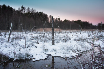 Leśne bagna zimą. W bagnie tkwią liczne kikuty uschniętych drzew. Porastające bagna trawy pokryte są warstwą śniegu. Wieczorne niebo jest bezchmurne.