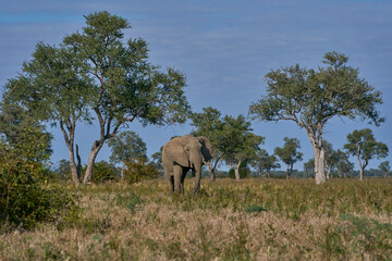 Naklejka premium Bull African Elephant (Loxodonta africana) in grassland dotted with trees in South Luangwa National Park, Zambia