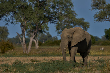Fototapeta premium Bull African Elephant (Loxodonta africana) in grassland dotted with trees in South Luangwa National Park, Zambia