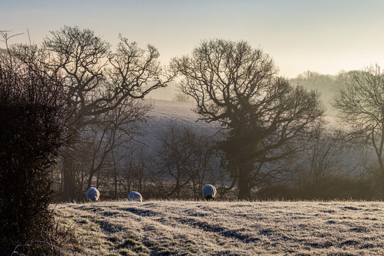 A frosty and misty December morning in rural Sussex