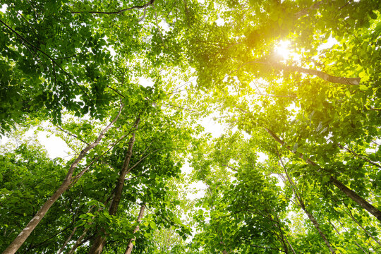 Low angle view of green tree canopy with sunlight shining through leaves