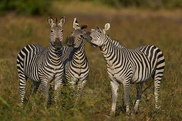 Fototapeta premium Group of Crawshay's zebra (Equus quagga crawshayi) with young in South Luangwa National Park, Zambia