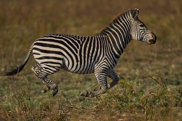 Fototapeta premium Group of Crawshay's zebra (Equus quagga crawshayi) with young in South Luangwa National Park, Zambia