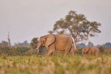 African Elephant (Loxodonta africana) in grassland dotted with trees in South Luangwa National Park, Zambia