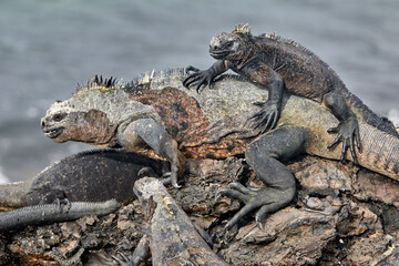 A master of both land and sea, the marine iguana is one of the most iconic residents of Isabela Island. With their prehistoric appearance and salt-encrusted heads, these gentle reptiles are a fascinat