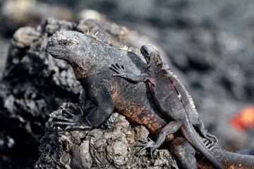 A master of both land and sea, the marine iguana is one of the most iconic residents of Isabela Island. With their prehistoric appearance and salt-encrusted heads, these gentle reptiles are a fascinat