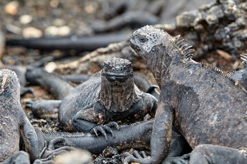 A master of both land and sea, the marine iguana is one of the most iconic residents of Isabela Island. With their prehistoric appearance and salt-encrusted heads, these gentle reptiles are a fascinat