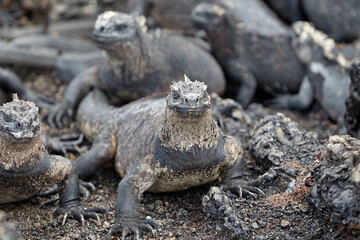 A master of both land and sea, the marine iguana is one of the most iconic residents of Isabela Island. With their prehistoric appearance and salt-encrusted heads, these gentle reptiles are a fascinat