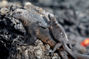 A master of both land and sea, the marine iguana is one of the most iconic residents of Isabela Island. With their prehistoric appearance and salt-encrusted heads, these gentle reptiles are a fascinat