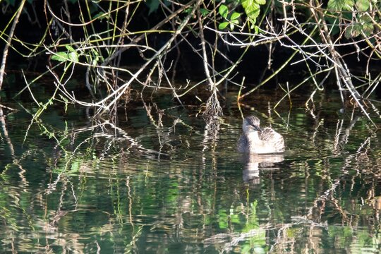 the little grebe a small dumpy grebe also known as dabchick with reflection in The Chichester Ship Canal West Sussex England