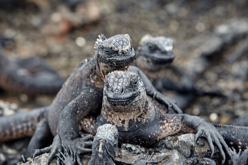 A master of both land and sea, the marine iguana is one of the most iconic residents of Isabela Island. With their prehistoric appearance and salt-encrusted heads, these gentle reptiles are a fascinat