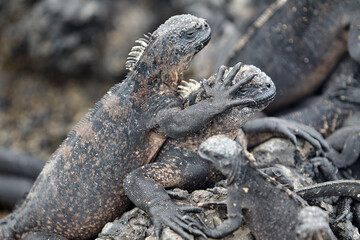 A master of both land and sea, the marine iguana is one of the most iconic residents of Isabela Island. With their prehistoric appearance and salt-encrusted heads, these gentle reptiles are a fascinat