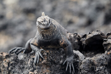 A master of both land and sea, the marine iguana is one of the most iconic residents of Isabela Island. With their prehistoric appearance and salt-encrusted heads, these gentle reptiles are a fascinat
