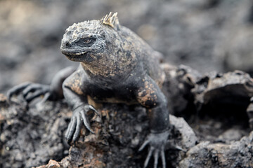 A master of both land and sea, the marine iguana is one of the most iconic residents of Isabela Island. With their prehistoric appearance and salt-encrusted heads, these gentle reptiles are a fascinat