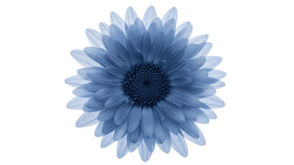 "Blue flower isolated PNG transparent background gerbera daisy bloom delicate petals floral graphic beautiful blue blossom nature element design for digital projects stock PNG"