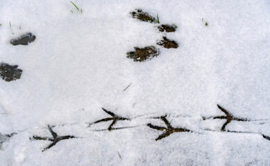 Tierspuren im Schnee