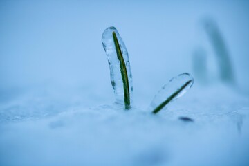 winter wheat under ice on snowy field