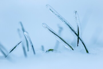 winter wheat under ice on snowy field