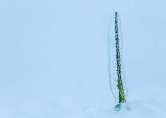 winter wheat under ice on snowy field