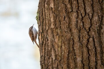 Obraz premium treecreeper certhia familiaris scuttling up the trunk of a tree