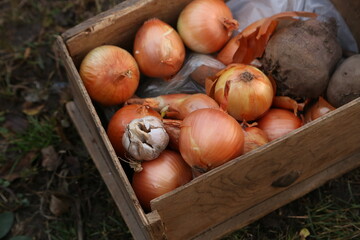 Fresh onions and garlic in a wooden crate on the ground in a garden during harvest season