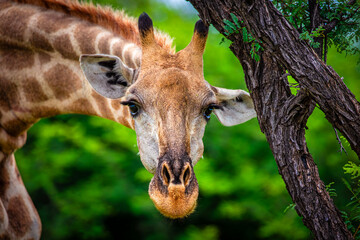 Curious giraffe reaching for a closer look