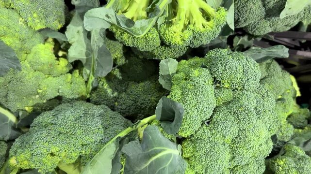 Broccoli arranged in crates, tracking shot from above