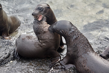 the playful and social nature of Gal&aacute;pagos sea lions (Zaldivarphus wollebaeki) on the shores of Isabela Island. Known as the "welcoming committee" of the archipelago, these charismatic marine mammals 