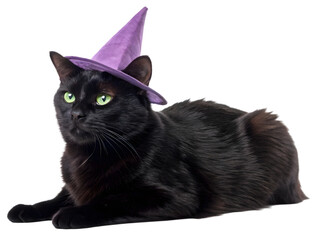 Black cat wearing purple witch hat lying down on white background