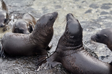 the playful and social nature of Gal&aacute;pagos sea lions (Zaldivarphus wollebaeki) on the shores of Isabela Island. Known as the "welcoming committee" of the archipelago, these charismatic marine mammals 