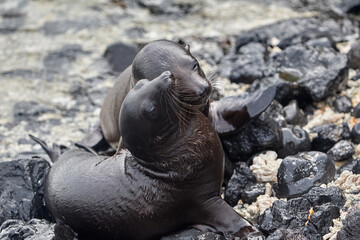 the playful and social nature of Gal&aacute;pagos sea lions (Zaldivarphus wollebaeki) on the shores of Isabela Island. Known as the "welcoming committee" of the archipelago, these charismatic marine mammals 