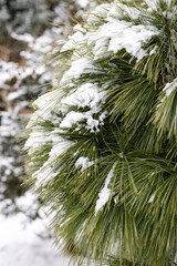 świeży śnieg na gałęziach drzewa  © workszop