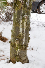 a tree with scratch marks in winter