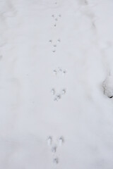 rabbits traces on snow