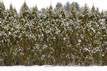 snow covered pine tree
