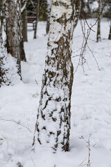 śnieg na korze drzewa