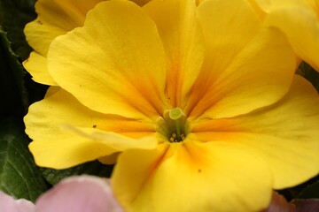 Beautiful primula (primrose) plant with yellow flowers, closeup. Spring blossom