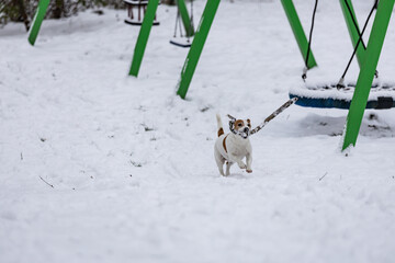 terrier bawi się długim patykiem na śniegu  © workszop