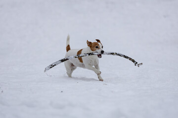 terrier bawi się długim patykiem na śniegu 