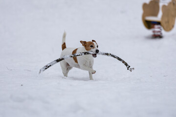 terrier bawi się długim patykiem na śniegu  © workszop