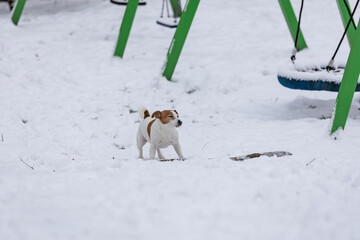 terrier bawi się długim patykiem na śniegu  © workszop