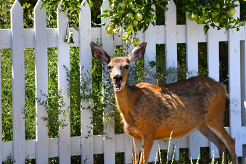 Deer Has Mouth Open Wide