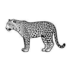 Drawn sketch of a leopard, Leopard animal silhouette, vector illustration