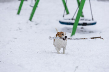 mały piesek bawi się długim patykiem na świeżym śniegu